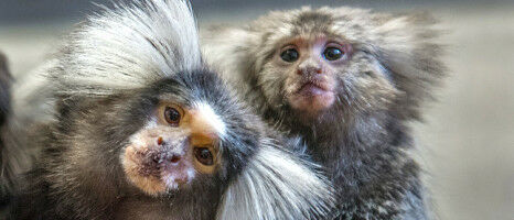 Sperm Epigenome Has an Effect on Offspring