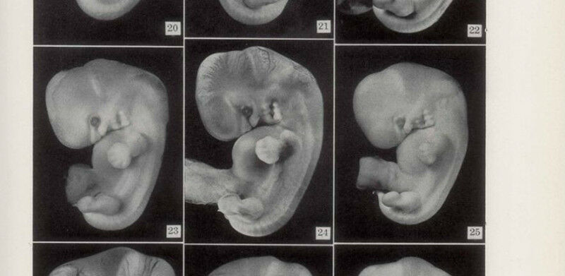 Photos of embryos of horizon XVII, published in Contributions to Embryology in 1