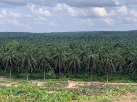 Tree islands restore nature in oil palm plantations