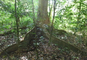 Tropical forest resilience to seasonal drought linked to nutrient availability