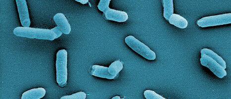 Unlocking the World of Bacteria
