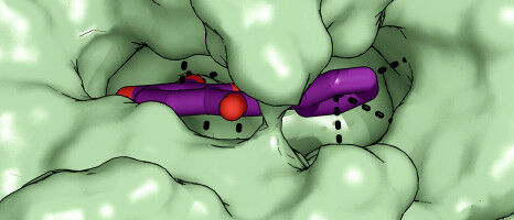 Vitamin B6: New Compound Delays Degradation