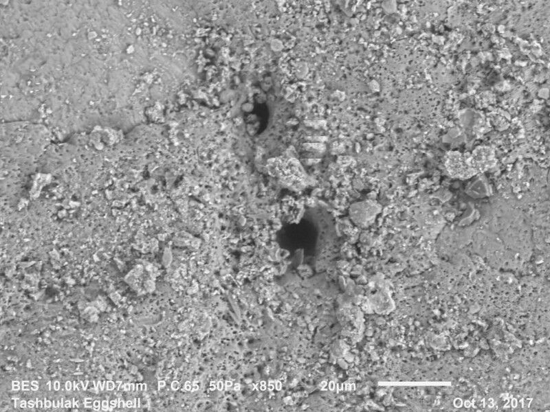 The breathing pore of an ancient eggshell fragment from the medieval site of Tas