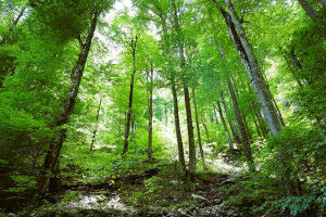 How do plants react to climate change?