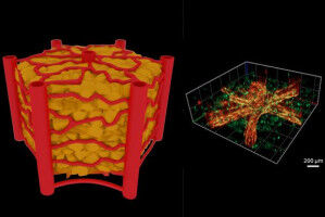 A Chip with Natural Blood Vessels