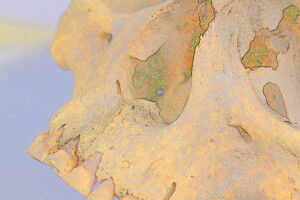 A rare form of leprosy existed in the Americas for thousands of years