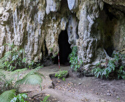 Ancient grains: oldest rice in Pacific found in remote cave