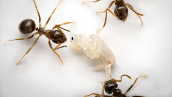 Ants Signal Deadly Infection