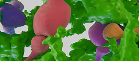 Astrocytes, the unexpected conductors of brain networks