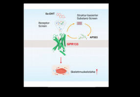 From the world of medicine: Causes of metabolic diseases in obesity investigated