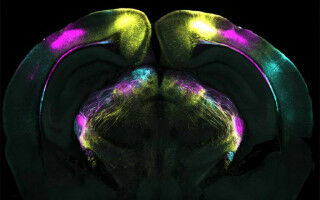Brain mechanism that helps overcome fear