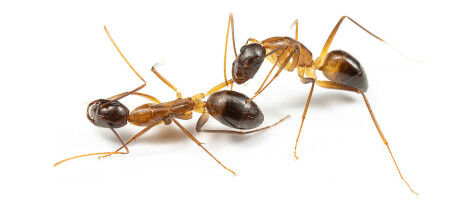 Carpenter Ants: Better Safe than Sorry
