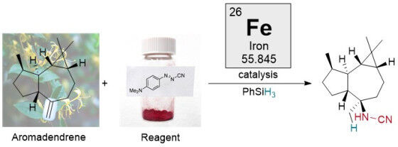A typical transformation of a complex natural product, aromadendrene from Lonice
