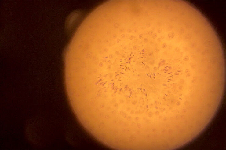 Peters’ team studies how information from the egg and sperm guides early e