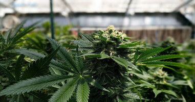 Decoding DNA: researcher finds genetic links to cannabis use