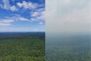 Deforestation reduces precepitation in the Amazon rainforest