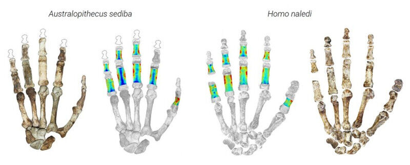 The fossil hands of Australopithecus sediba (around two million years old) and H