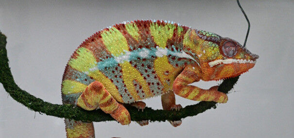 A panther chameleon ( Furcifer pardalis ) asleep on a branch. © PA Libourel