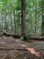 Diversity in forest management promotes biodiversity