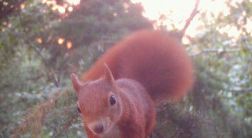 Do red squirrels and dormice get along?