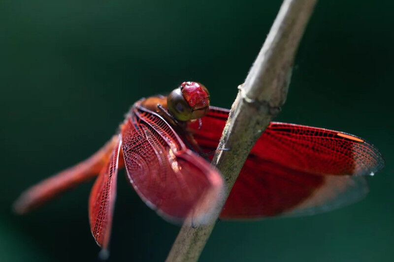 Red Percher Dragonfly - credit to Dr Samuel Fabian