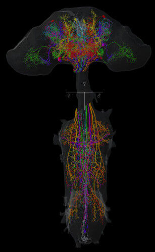 Some sample neurons from the study: One color stands for one cell each, which we