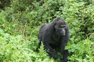 Female mountain gorillas stop reproducing long before the end of their lives