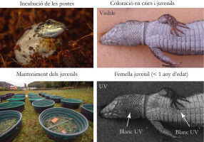 First description of colour changes in the wall lizard during growth, invisible to the human eye and with a possible communicative function