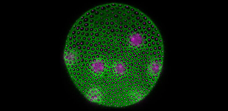 Volvox. The isolated magenta circles are individual somatic cells, surrounded by