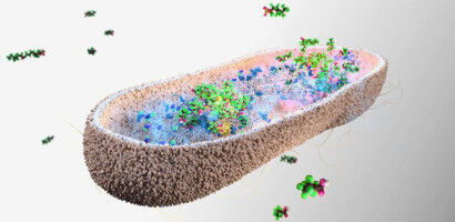 Gut microbes could protect us from toxic 'forever chemicals'