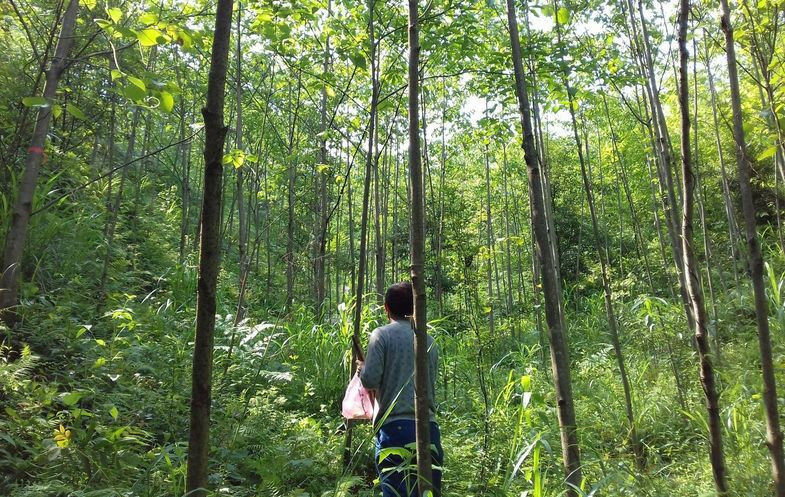 Below the tree canopy, it is cooler during heat waves and warmer during cold wav