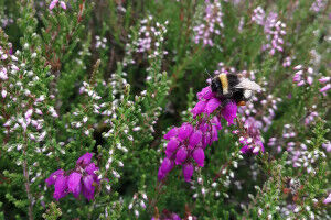 Honeybee activity linked to smaller bumblebees in heather habitats