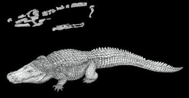 How changing limb posture helped ancient reptiles grow