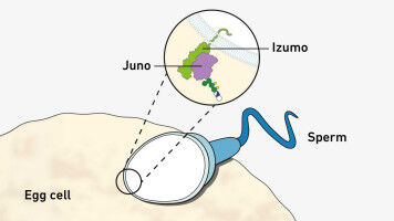 How the egg cell and sperm hold together so tightly