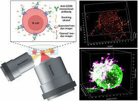 Immunotherapy Against Cancer: How Therapeutic Antibodies do Their Job