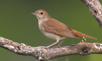 Islands of hope in the Sahel