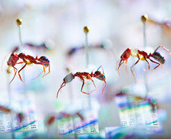 Island ant communities show signs of unseen 'insect apocalypse'