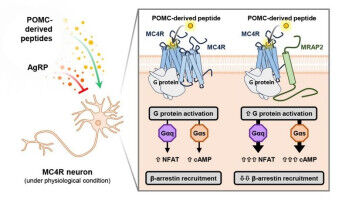 Key mechanism for appetite and weight control