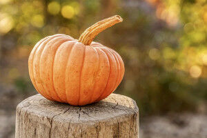 Pumpkins to the rescue of the environment