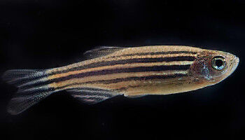 The zebrafish brain, a window on the human brain