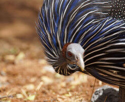 Leading the way comes at a cost for feathered friends�