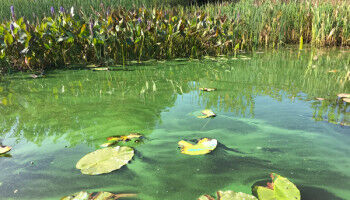 Climate change accelerates algae blooms in Canadian lakes