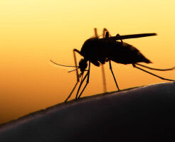 Lessons from Peru: what Australia can learn about the growing risk of dengue fever