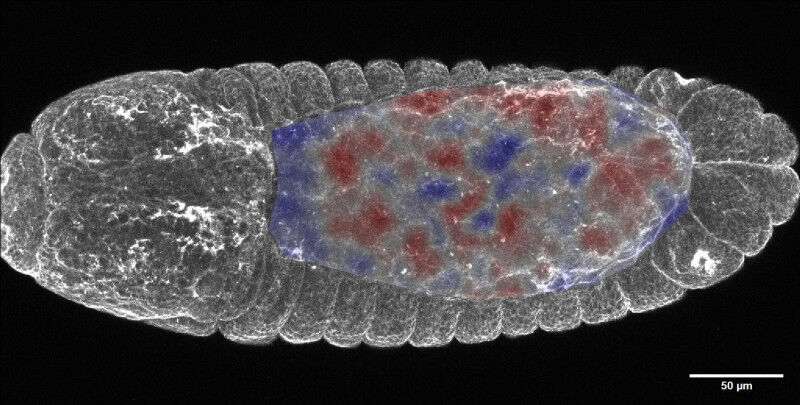 The organism used to investigate embryonic development:The image shows a top-dow