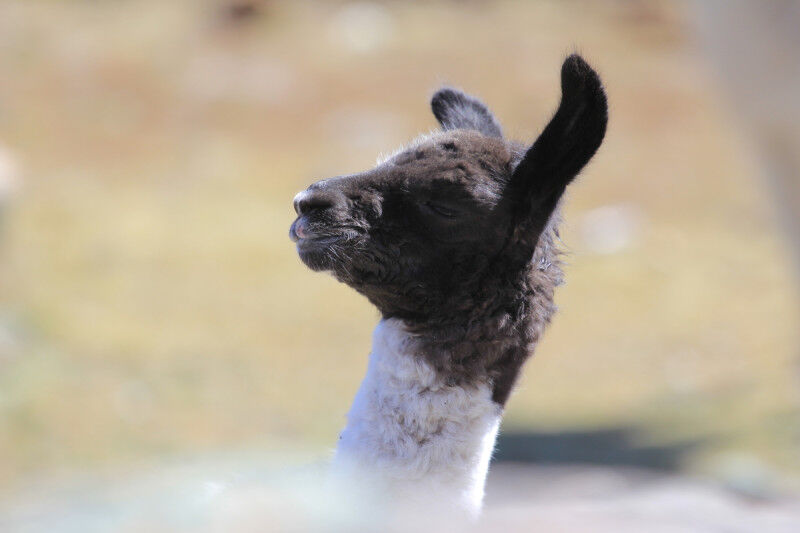 Young llama born near the base camp at the beginning of the Ice Memory expeditio