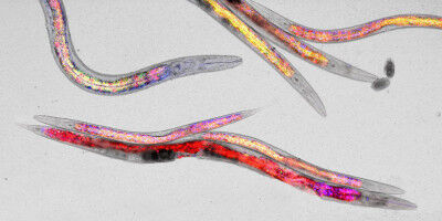 Longevity research: Dietary stress supports healthy aging