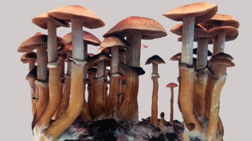 Magic mushrooms invent active compound twice