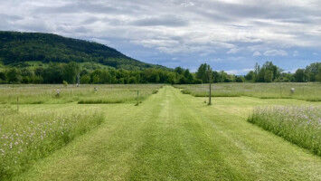 Majority of local insect biomass decline linked to species loss