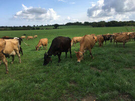 More milk, less methane in mixed pastures?