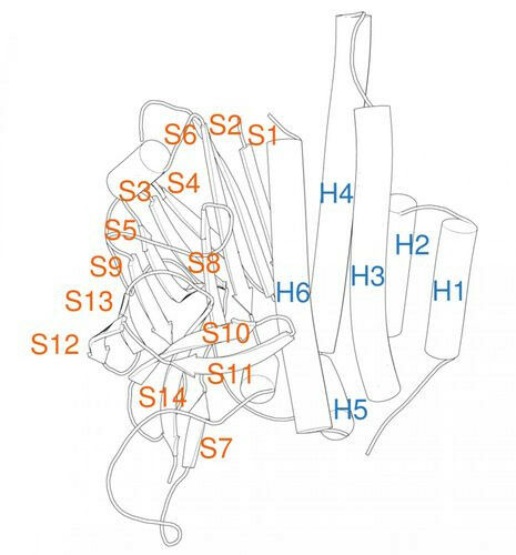 The numbering system identifies secondary structure elements of the GAIN domain: